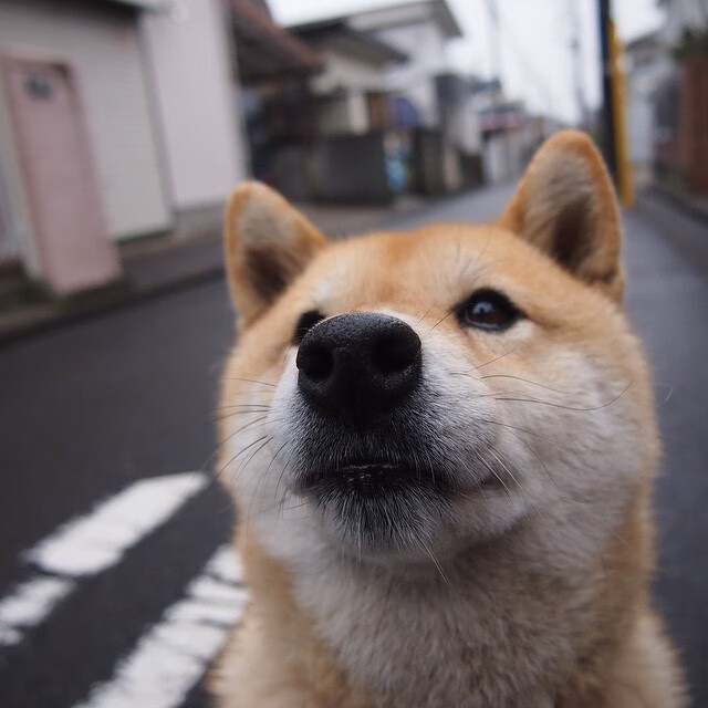 铁血丹心，米切尔爆发诠释湖人硬仗基因，鏖战广厦背后的王者逻辑