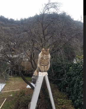 血色悬疑，天使之翼还是恶魔狂欢？年度焦点之战夜，拉梅洛的重生风暴